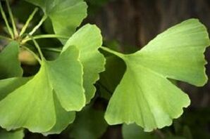 A Ginkgo Biloba elhagyja a pénisz növekedését