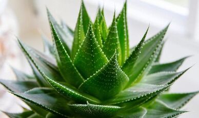 Az aloe használata a tag növelésére