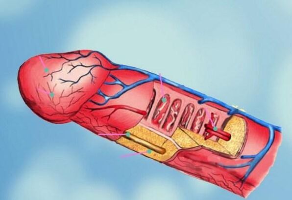 a pénisz szerkezete és a fej megnagyobbodása